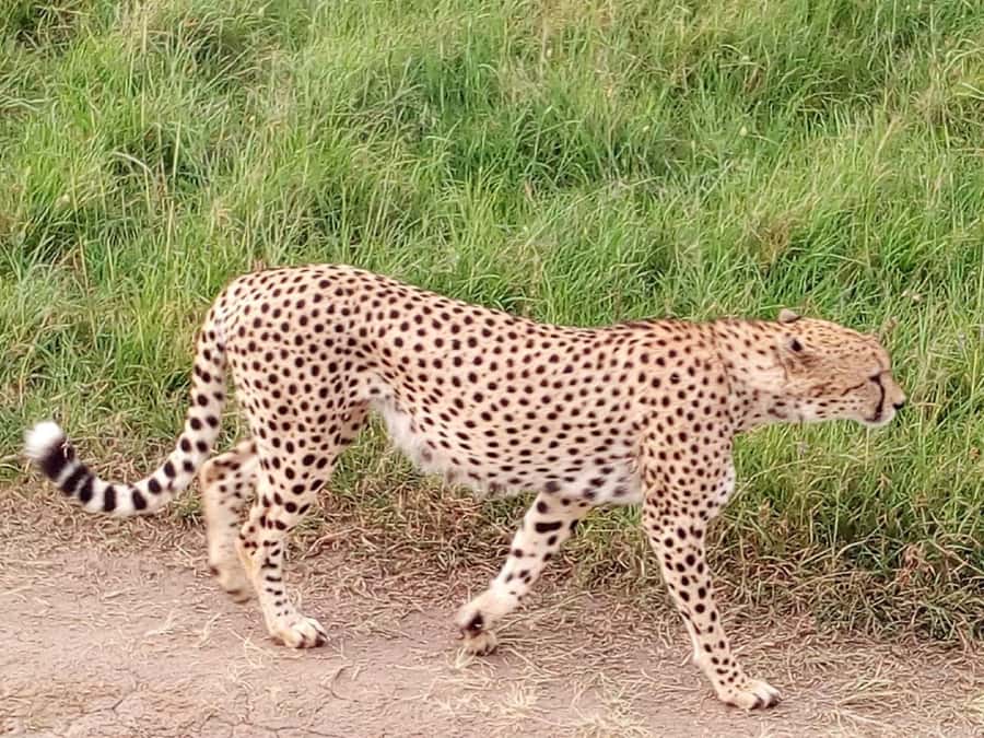 Arusha National Park: Private Jeep Tour - The chance of Kilimanjaro views