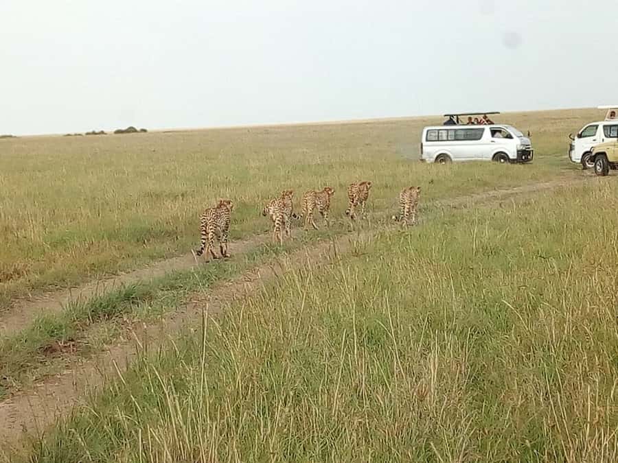 Arusha National Park: Private Jeep Tour - What the five-hour schedule really means