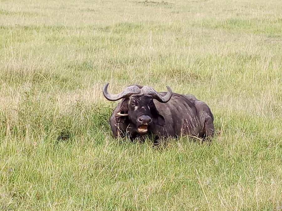 Arusha National Park: Private Jeep Tour - Price, park fees, and overall value