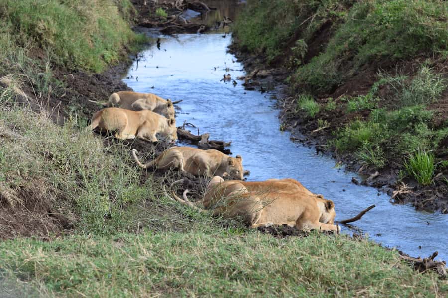 Arusha: Serengeti and Ngorongoro Multi-Day Camping Safari - Key points before you book