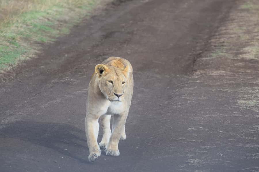 Arusha: Serengeti and Ngorongoro Multi-Day Camping Safari - What $950 buys you on this Tanzania safari
