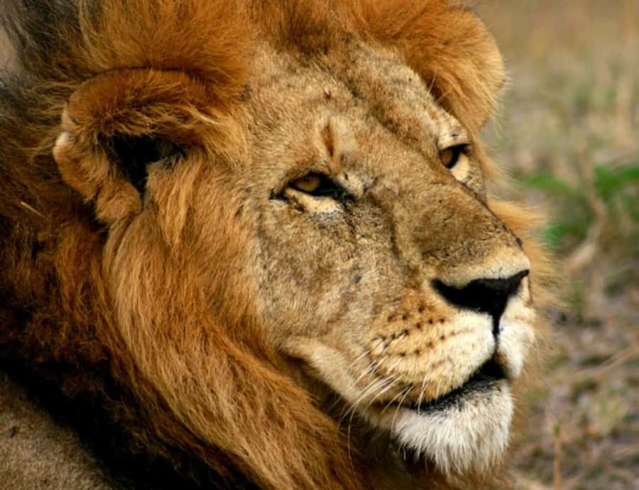 Arusha: Serengeti and Ngorongoro Multi-Day Camping Safari - Day 4: Wildlife on the Ngorongoro Crater floor
