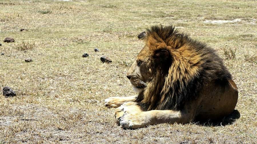 Arusha: Serengeti and Ngorongoro Multi-Day Camping Safari - Should you book the 4-day safari?