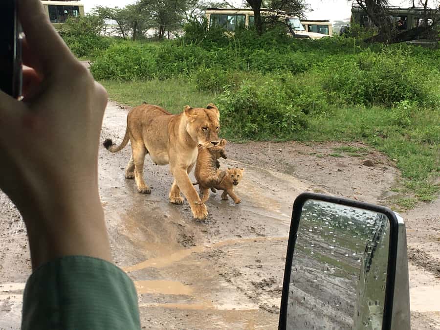 Arusha: Tarangire National Park Full-Day Wildlife Safari - Key points at a glance