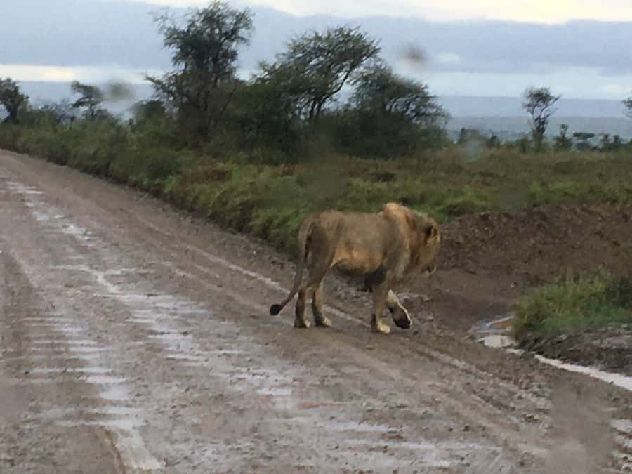 Arusha: Tarangire National Park Full-Day Wildlife Safari - Why Tarangire makes a strong one-day safari