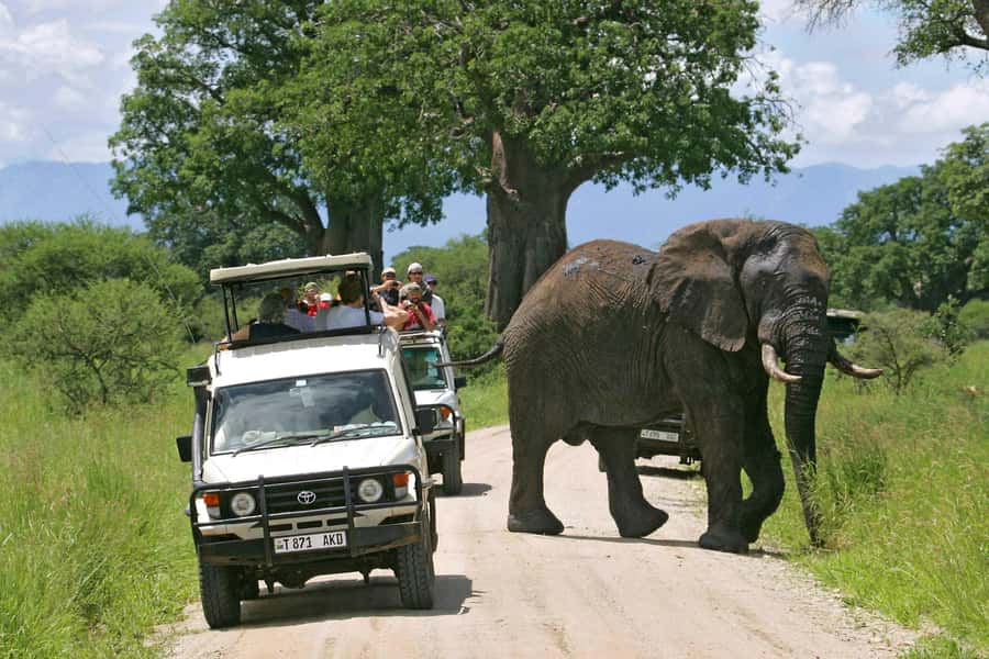 Arusha: Tarangire National Park Full-Day Wildlife Safari - Five hours inside Tarangire National Park