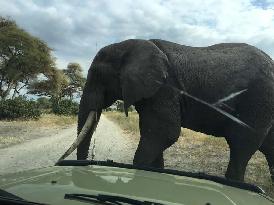 Arusha: Tarangire National Park Full-Day Wildlife Safari - Lunch, meals, and the practical rhythm of the day