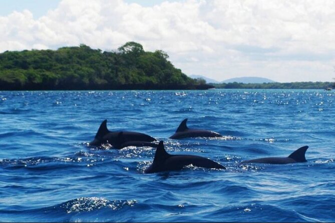 Baraka Aquarium and Dolphin Sightseeing with Sunset Cruise - Ali and the guide experience