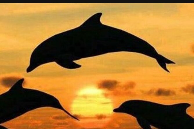 Baraka Aquarium and Dolphin Sightseeing with Sunset Cruise - Matemwe and Mnemba: searching for dolphins in the morning