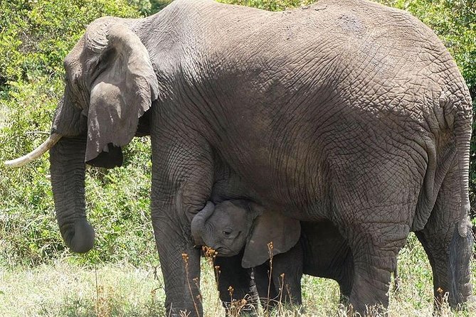 Best 3 days Tanzania shared Safari Tarangire Ngorororo Manyara - Three days, three very different sides of northern Tanzania