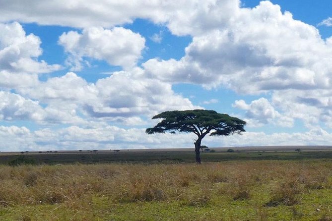 Best 3 days Tanzania shared Safari Tarangire Ngorororo Manyara - Day two: an early game drive inside Ngorongoro Crater