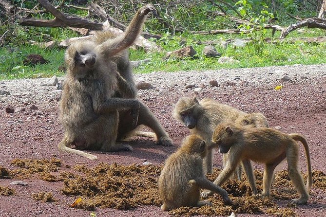 Best 3 days Tanzania shared Safari Tarangire Ngorororo Manyara - Day three: Lake Manyara before returning to Arusha
