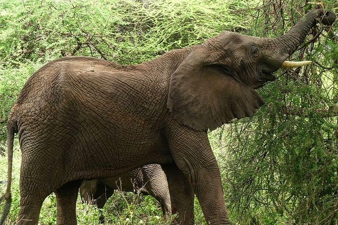 Best 3 days Tanzania shared Safari Tarangire Ngorororo Manyara - The biggest practical question: which parks are you really visiting?