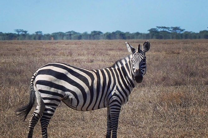 Best 3 days Tanzania shared Safari Tarangire Ngorororo Manyara - Group size, guide quality, and the shared-safari tradeoff