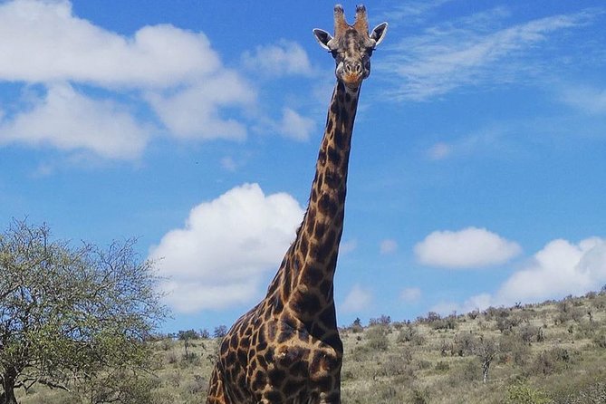 Best 3 days Tanzania shared Safari Tarangire Ngorororo Manyara - Who will get the most from this safari?