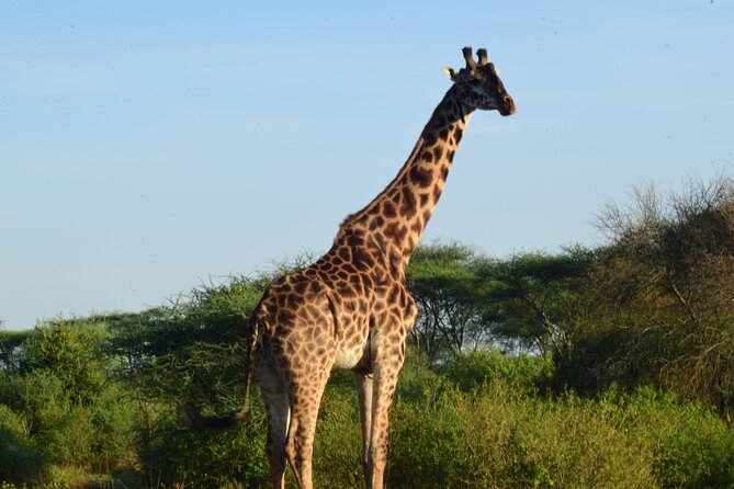 Best 5 days Tanzania midrange group joining safari tour - Day 5: Lake Manyara and the return to Arusha
