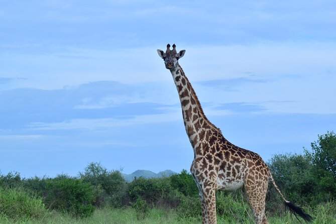 Best 5 days Tanzania midrange group joining safari tour - Lodges, meals, and the midrange value