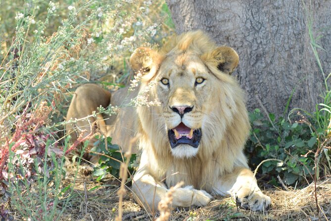 Best 5 Days Tanzania Private Luxury Safari with luxury Lodges - Key points to know before you book
