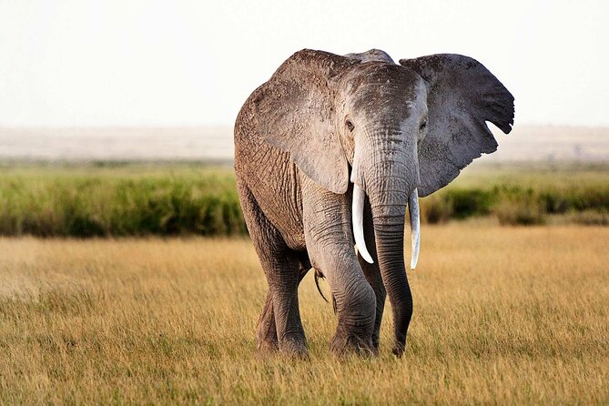 Best 5 Days Tanzania Private Luxury Safari with luxury Lodges - Day 5: The Ngorongoro Crater finale