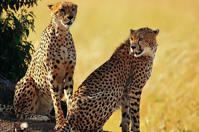 Best 5 Days Tanzania Private Luxury Safari with luxury Lodges - Where Lake Natron and Ol’doinyo Lengai fit