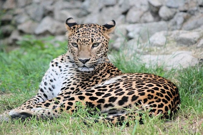 Best 5 Days Tanzania Private Luxury Safari with luxury Lodges - Day 2: From the crater highlands to Central Serengeti