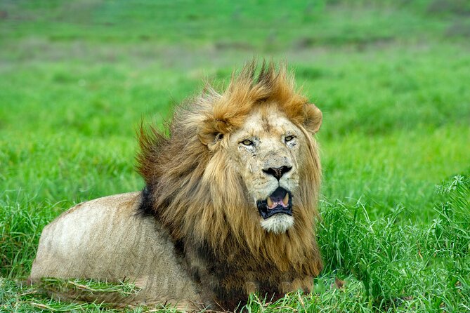 Best 7 Day 6-Night Tanzania Big Five Midrange Private Safari - Day 1: Arusha arrival and the Tarangire question