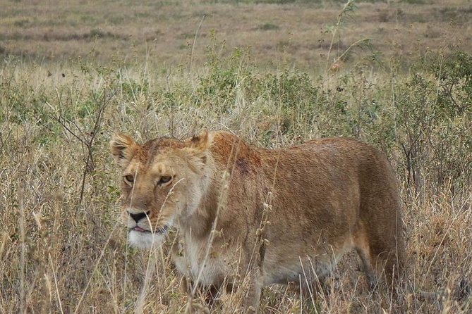 Best Ngorongoro crater Tanzania Safari 1- Day tour Experience - The Road East to the Crater