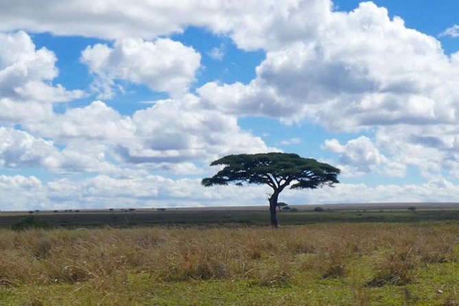 Best Ngorongoro crater Tanzania Safari 1- Day tour Experience - Hippos, Flamingos, and the Midday Meal