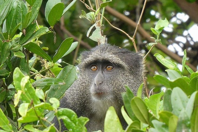 Best Ngorongoro crater Tanzania Safari 1- Day tour Experience - The Guide, Driver, and Safari Vehicle