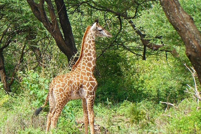 Best Ngorongoro crater Tanzania Safari 1- Day tour Experience - Is $300 Good Value?