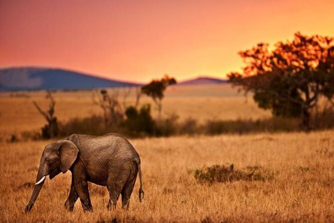 Best Of Six Days Safari Camping safari - Day 5: Ngorongoro Crater packs wildlife into one view
