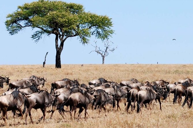 Best Of Six Days Safari Camping safari - What the $1,190 price really covers