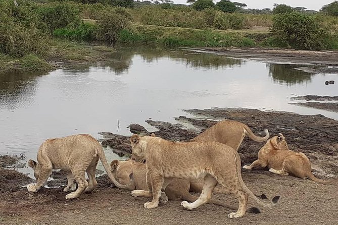 Best of Tanzania 5days 4nights safari - The route from Arusha to four classic parks