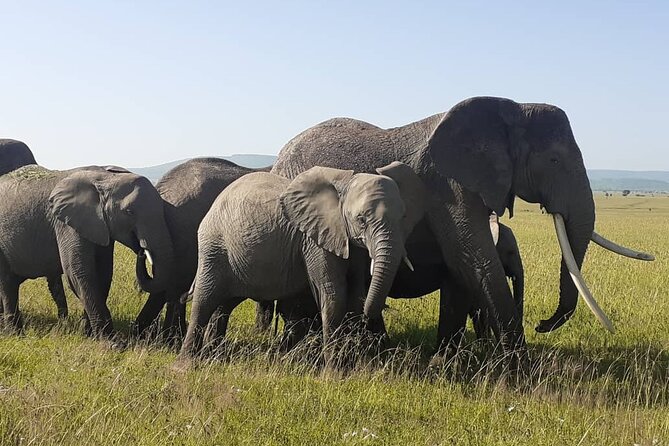 Best of Tanzania 5days 4nights safari - Day 3: your fullest Serengeti game-drive day