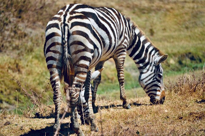 Best Safari and Zanzibar 10-Days Excursions - Service, communication, and the company behind the trip