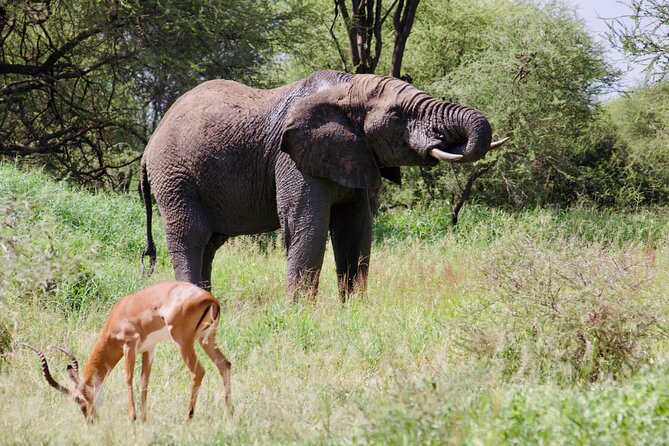 Best Safari and Zanzibar 10-Days Excursions - Tarangire brings elephants close to the story