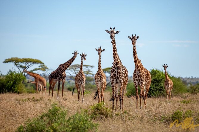 Big Five Classic Safari in Tanzania **Sustainable Travel approach - What $1,785 buys you in northern Tanzania