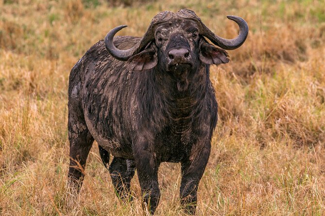 Big Five Classic Safari in Tanzania **Sustainable Travel approach - The long road to Serengeti