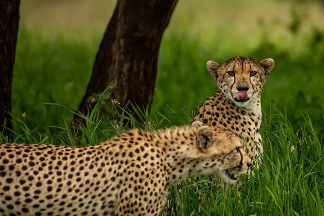 Big Five Classic Safari in Tanzania **Sustainable Travel approach - A full Serengeti day for predators and plains animals