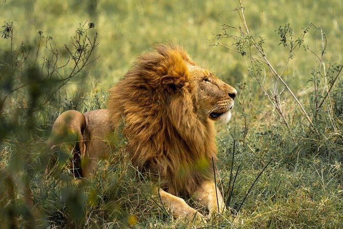 Big Five Classic Safari in Tanzania **Sustainable Travel approach - Lake Manyara’s forest, lake, and climbing lions