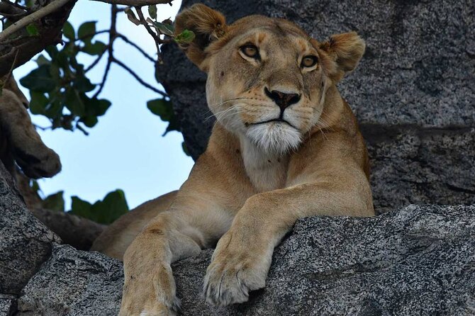 Big Five Classic Safari in Tanzania **Sustainable Travel approach - Tarangire: elephants, baobabs, and a dependable water source