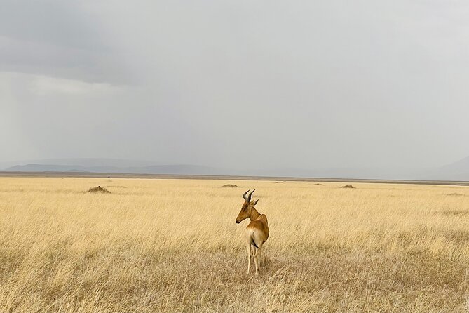Big Five Dream Safari - Key points at a glance