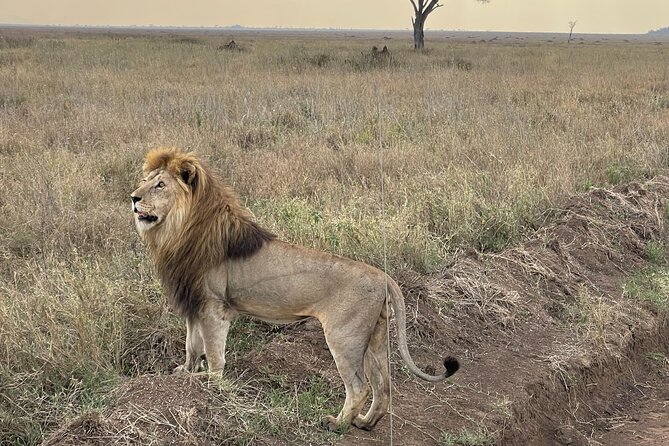 Big Five Dream Safari - Serengeti gives the trip its grandest scenes