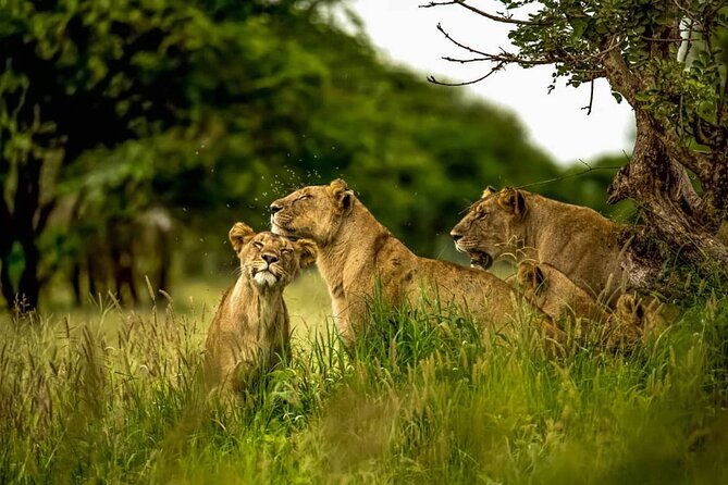 Big Five Luxury 7 Days Safari Tour in Arusha - Day 4: A full Serengeti day