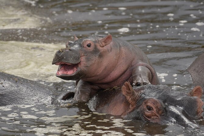 Big Five Luxury 7 Days Safari Tour in Arusha - Day 5: Ngorongoro Crater and the black rhino possibility