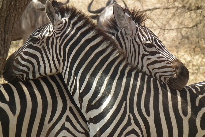 Big Five Luxury 7 Days Safari Tour in Arusha - Day 6: Lake Manyara for a final game drive