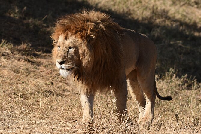 Big Five Luxury 7 Days Safari Tour in Arusha - Day 7: Leisure, then Kilimanjaro airport
