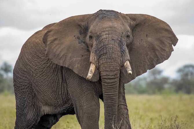 Big Five Luxury Safari in Tanzania - Tarangire’s baobabs and dependable river, day one