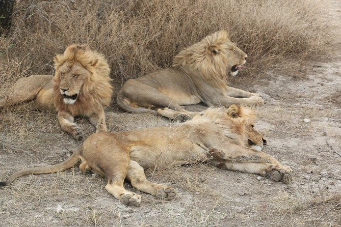 Big Five Luxury Safari in Tanzania - Entering the Serengeti through Maasai culture or Olduvai Gorge