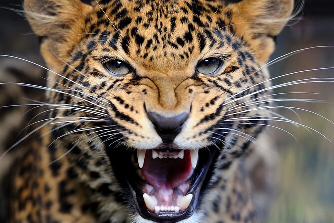 Big Five Luxury Safari in Tanzania - A full Serengeti day gives wildlife room to happen